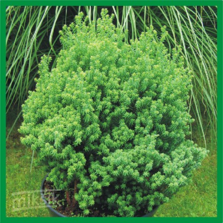 Chamaecyparis thyoides "Rubricom" - cypruštek tujovitý